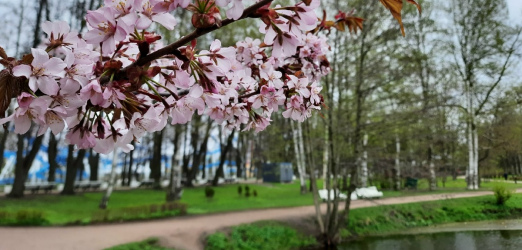 Крестовский остров (Приморский парк Победы).