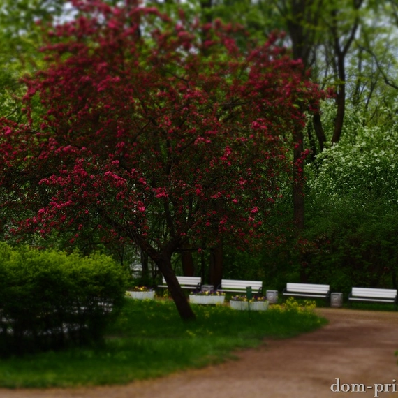 Фестиваль тюльпанов в ЦПКиО 2026
