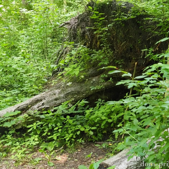 Комаровский берег